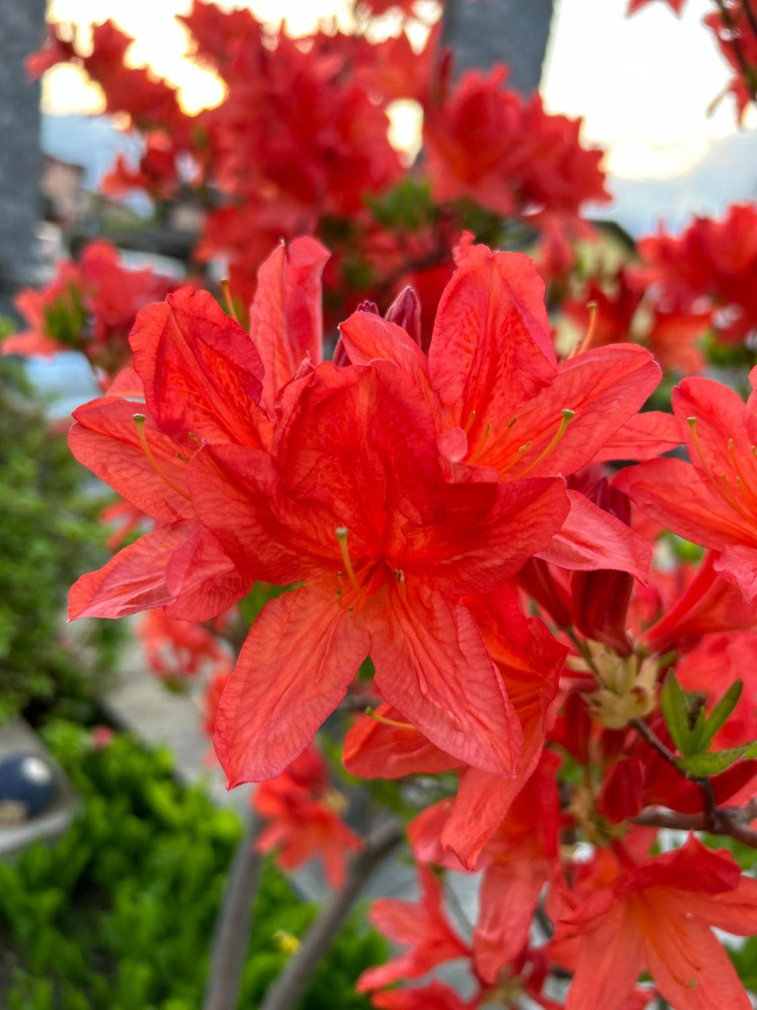 Al Grottino Bed & Breakfast Gambarogno Dış mekan fotoğraf